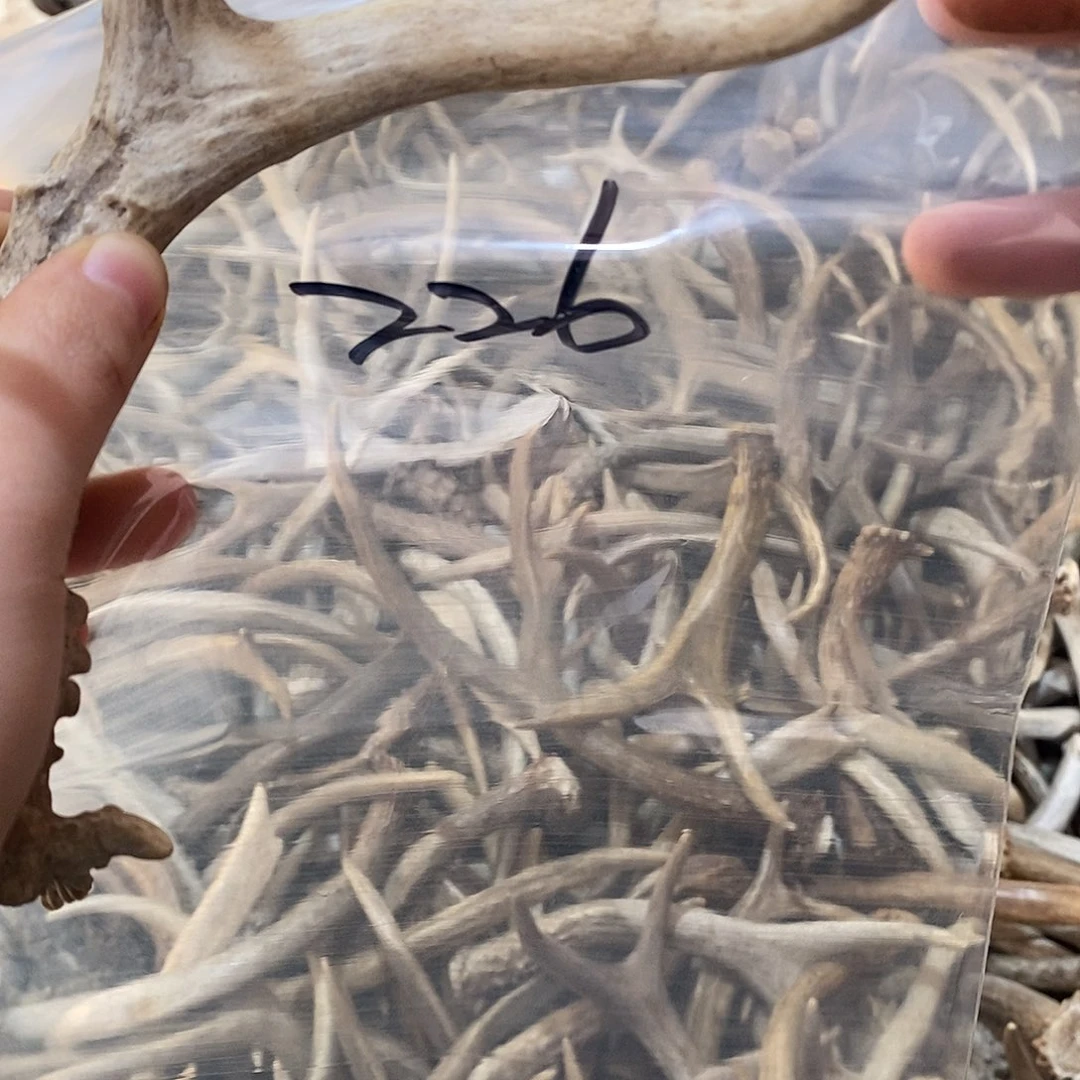 ^***^非金属鹿角鹿鹿角