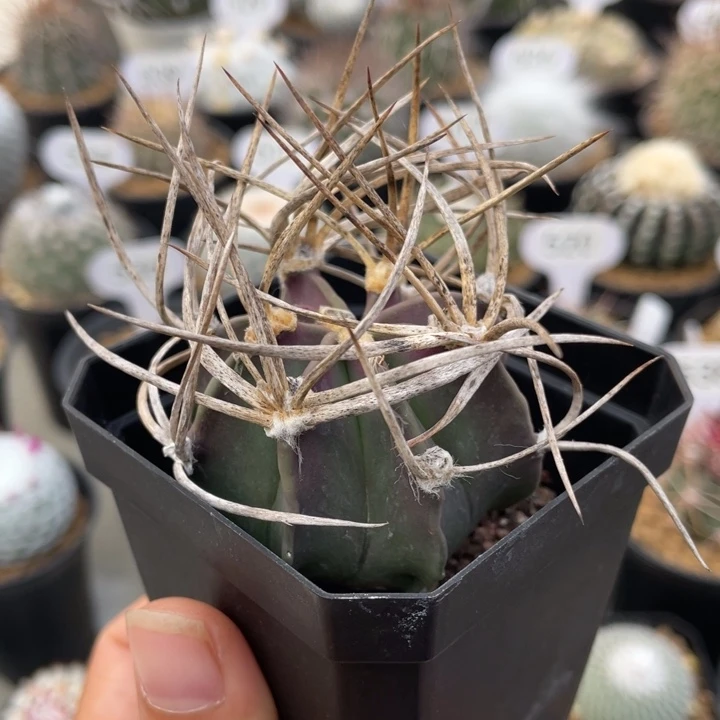 水牛大凤玉        折后价