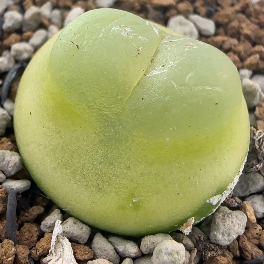 C**泡1.24号多肉2.3公分拉登一组26号