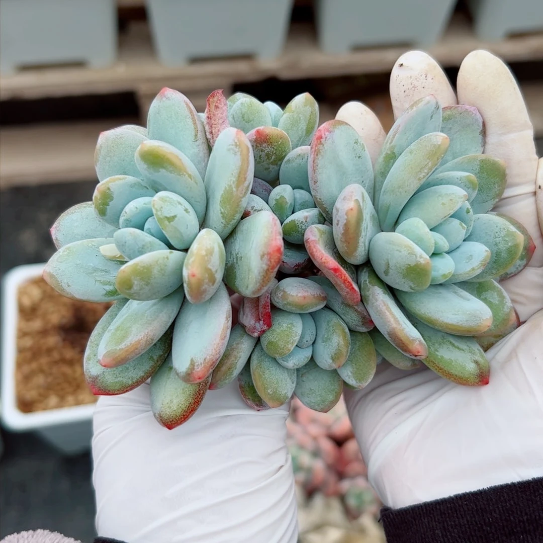 雪美人自然群多肉植物