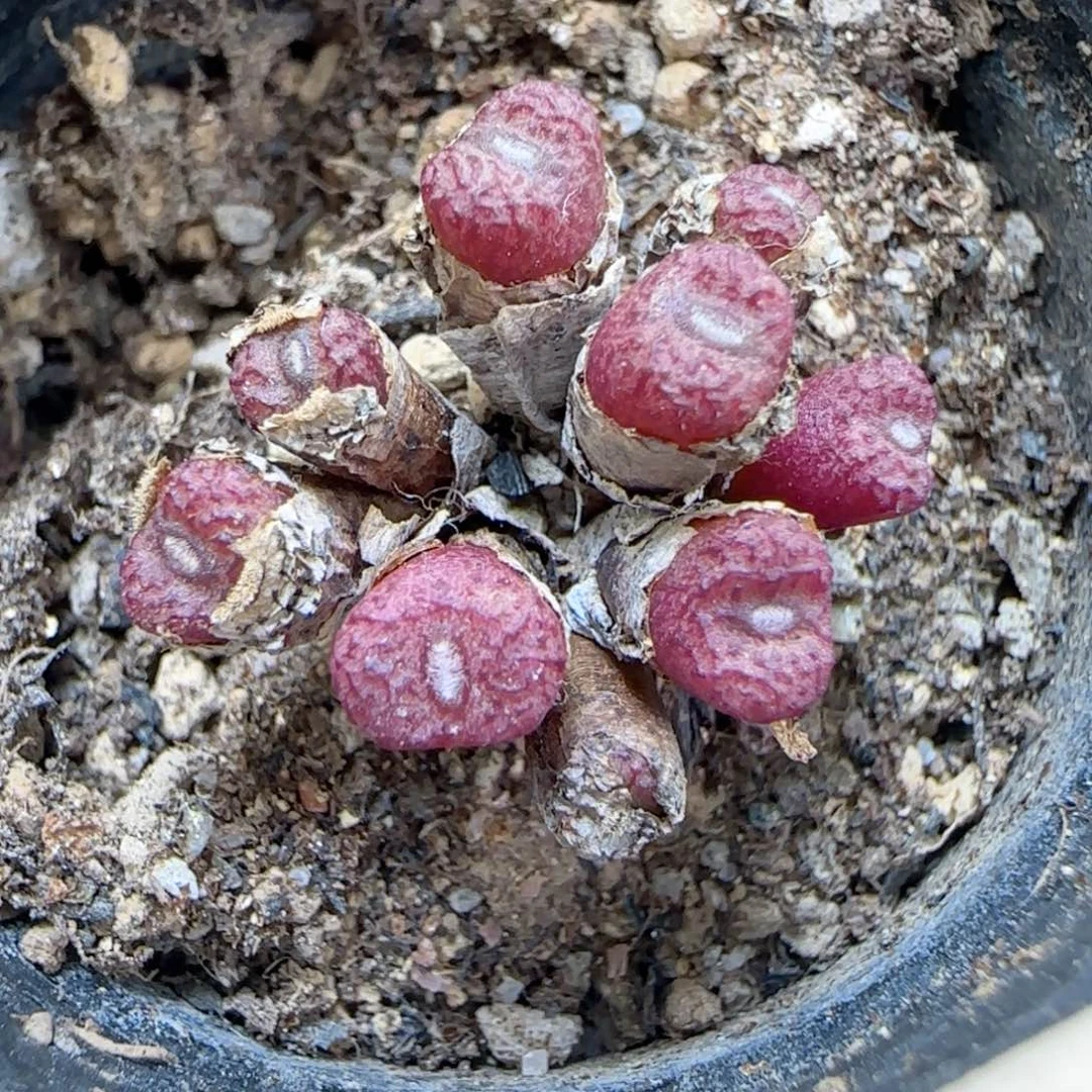 515福利福利福利