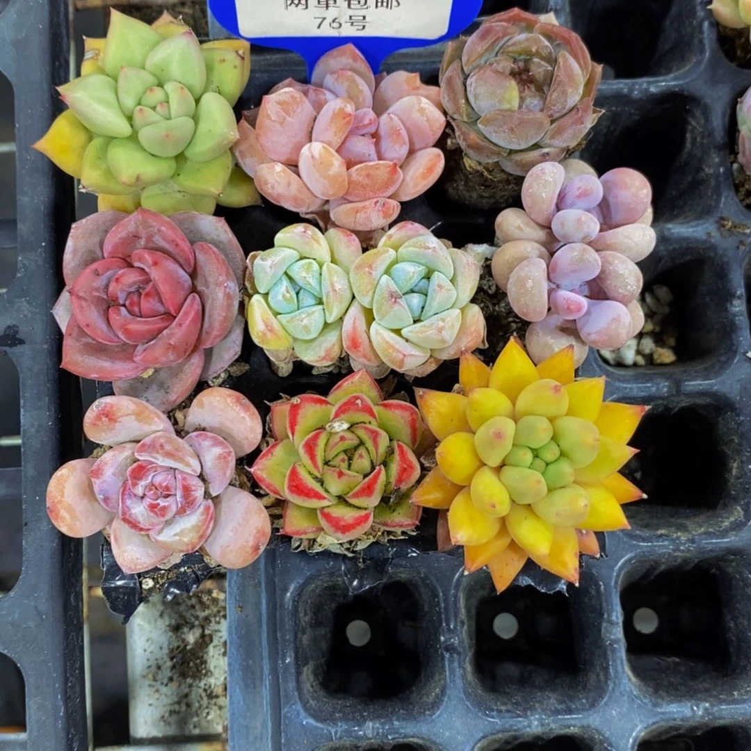 76-下播福利美肉九个