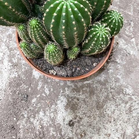 大多头金刚，10公分左右