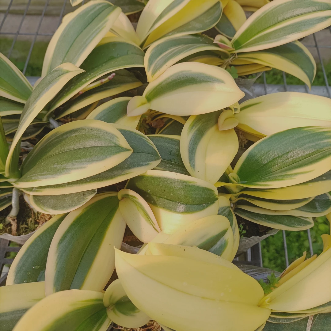 【金边变异蕾丝】3.0寸加高杯蝴蝶兰 返祖不售后