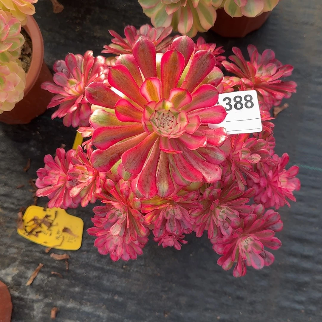 红铜白多肉法师388