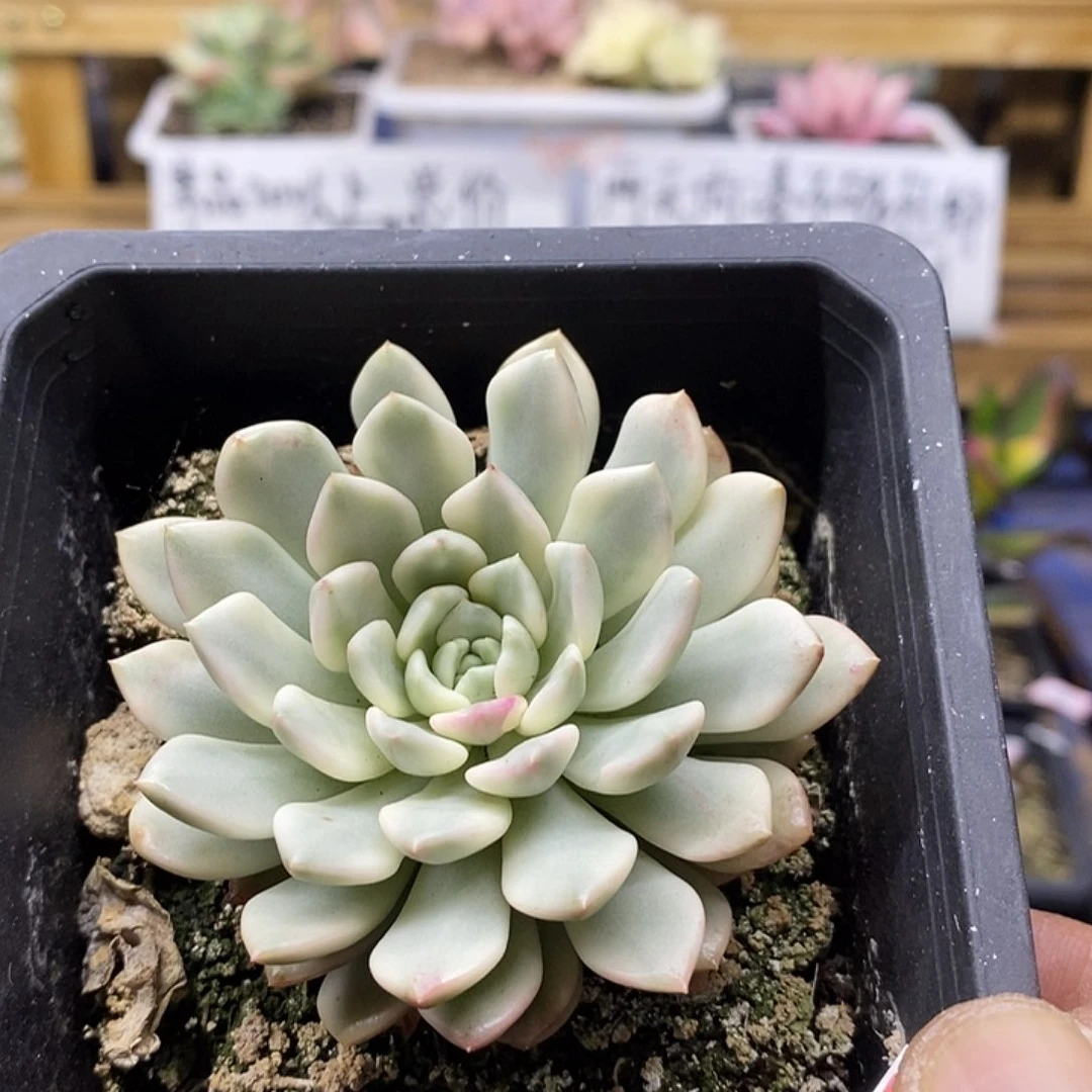 06180 红宝石覆轮锦