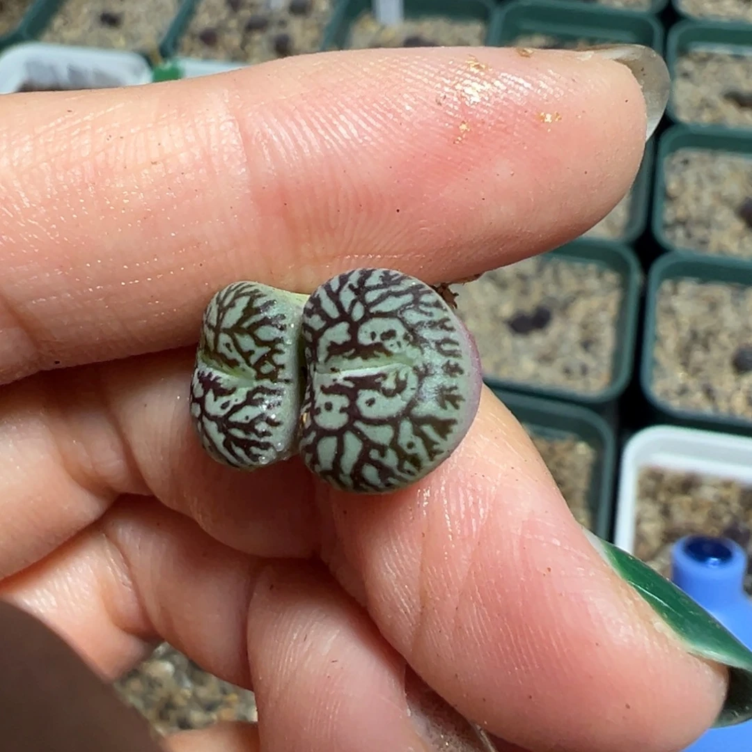 绵***糖双头661 多肉植物