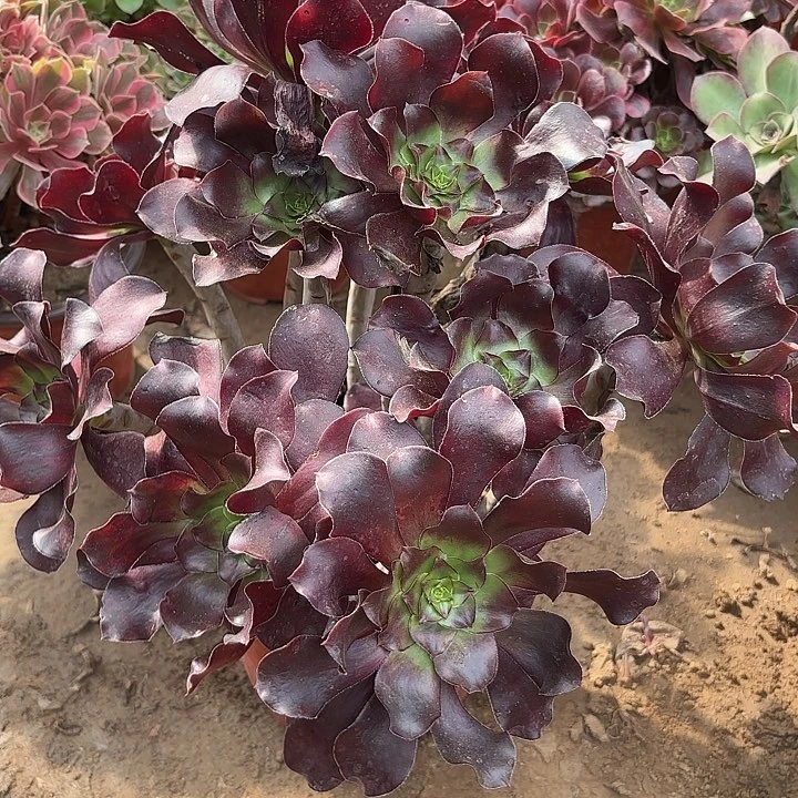 多肉植物法师乌毒14