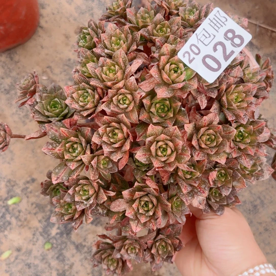 花茶多肉028满20包邮断枝不包