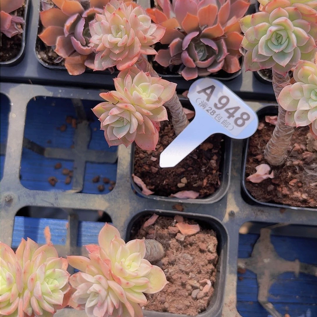 A948柠檬仙子一物一拍