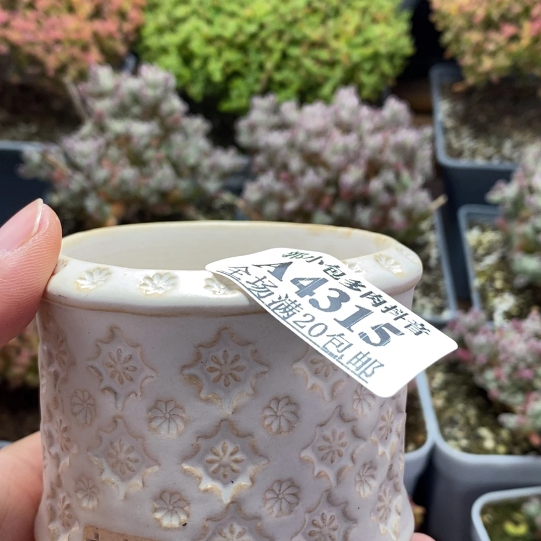 仙***王盆4315枝干番杏。