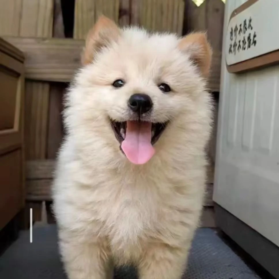 中华田园犬活体狗狗通用链接