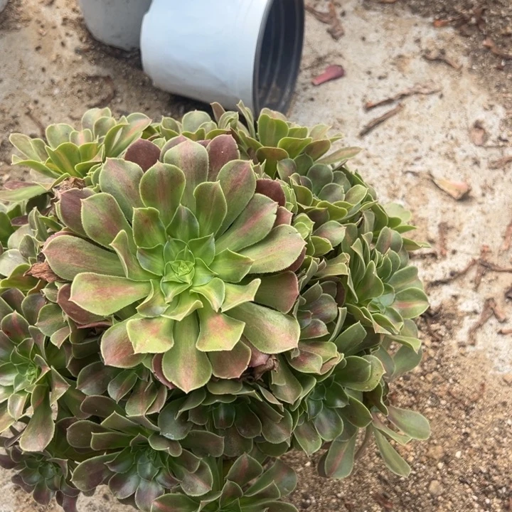女巫中班大手捧多肉植物278