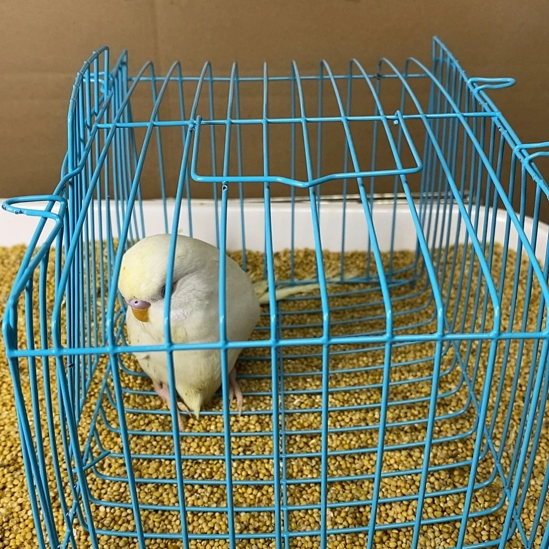 虎皮鹦鹉大头虎皮