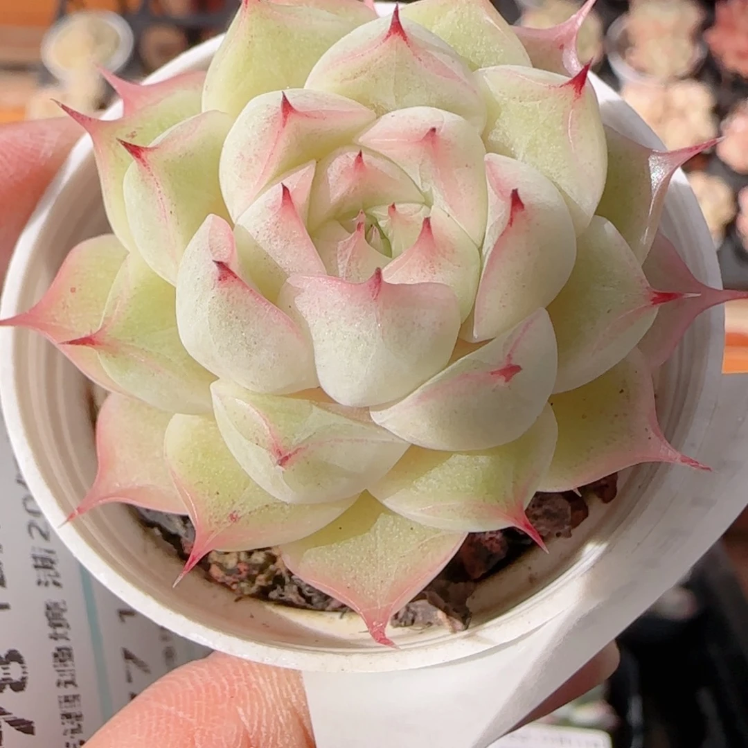 花语多肉1211-272