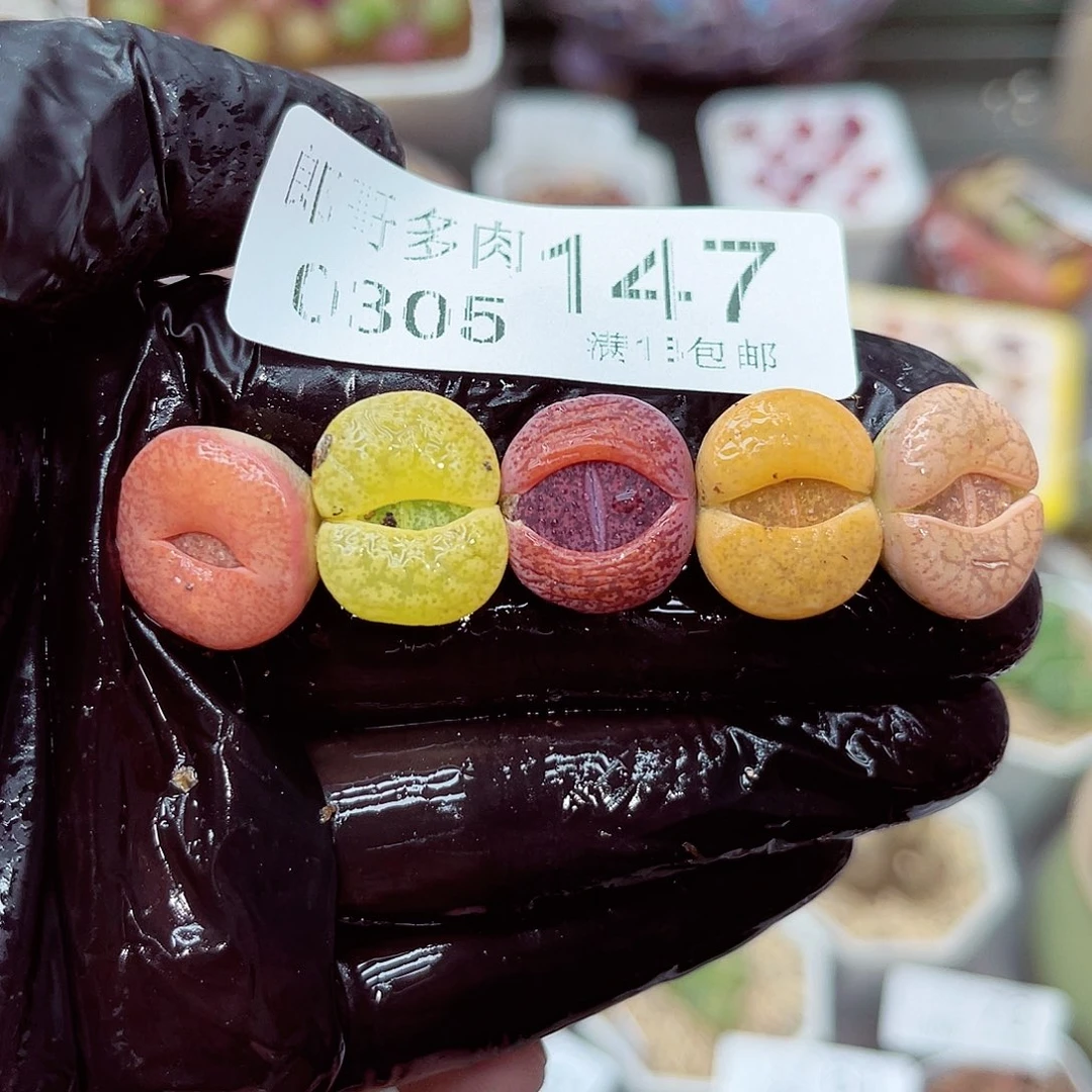 郎哥多肉生石花5-147