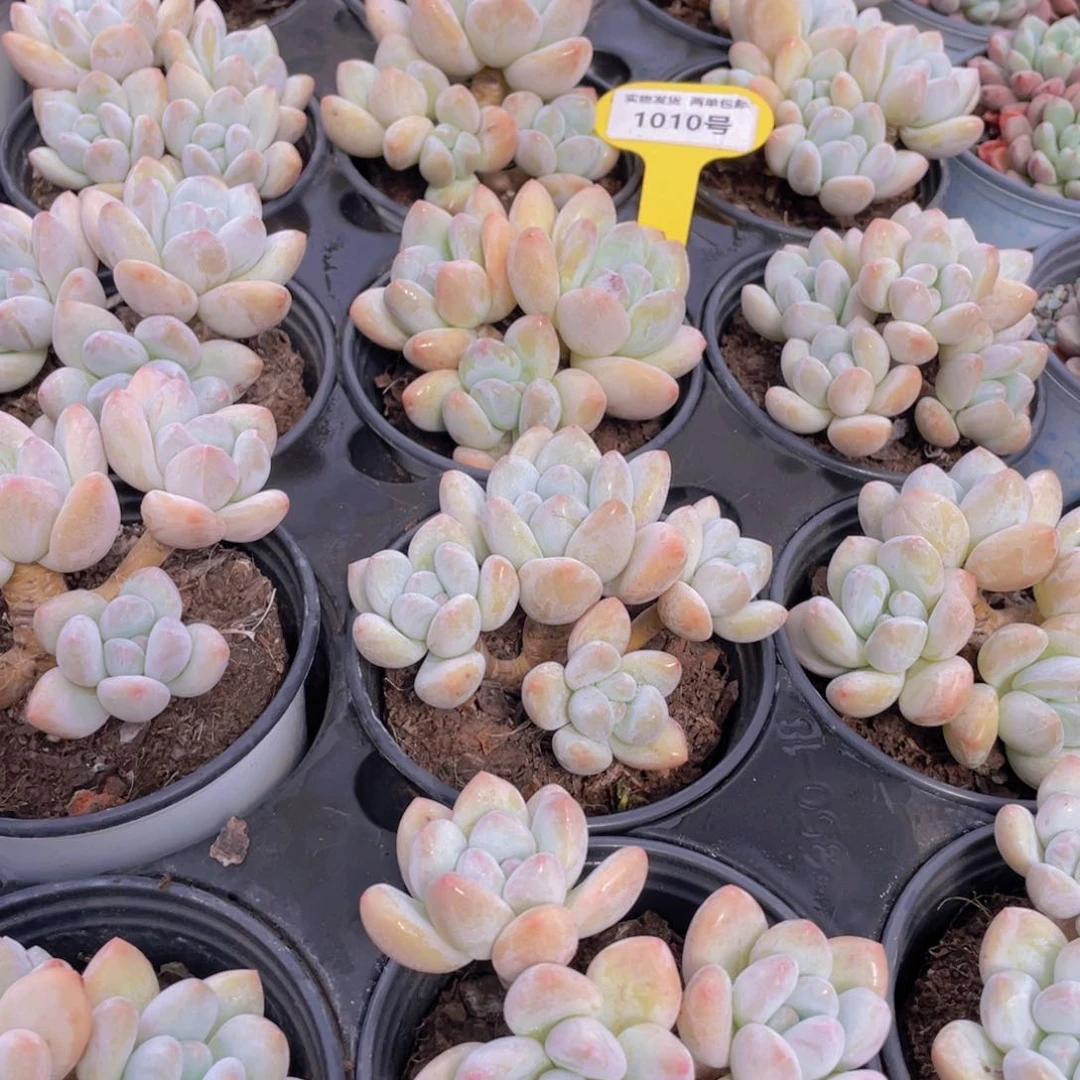 1010号 开播福利奶油丸叶香水老桩大群生一个