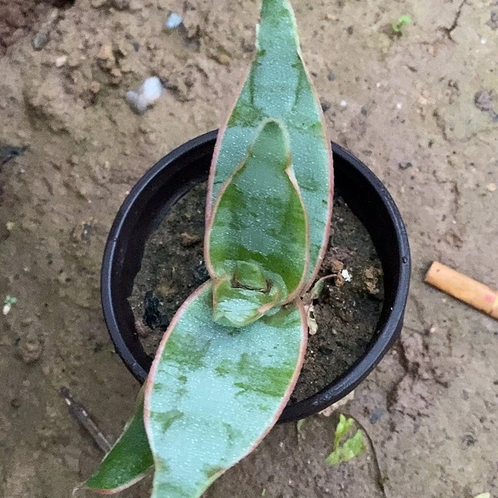 完美主义者勿拍银芳锦芦荟
