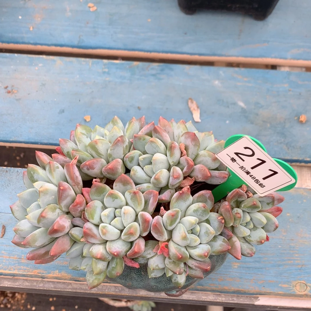 宽叶奶糖老桩无砍211