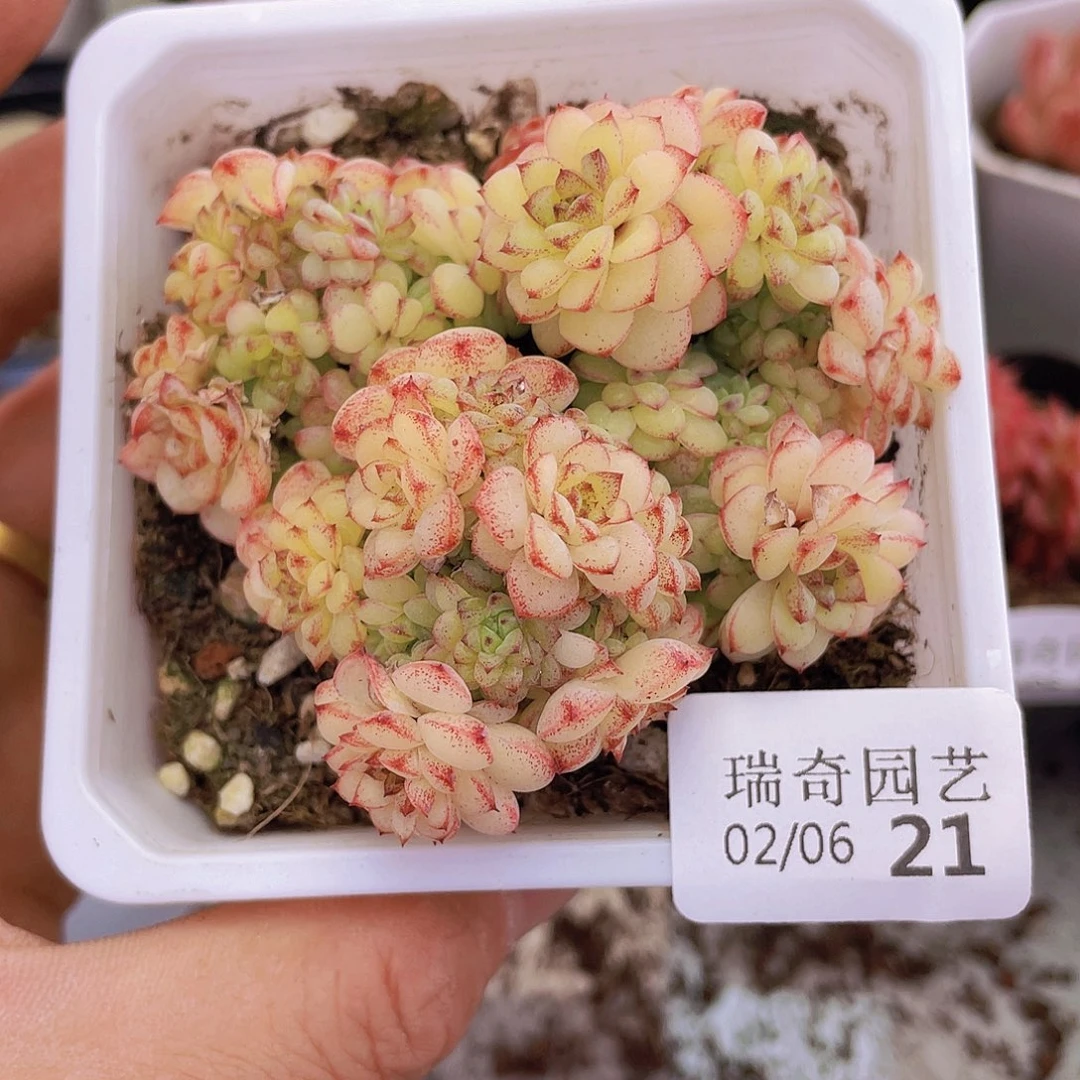 00000000000000021量拍