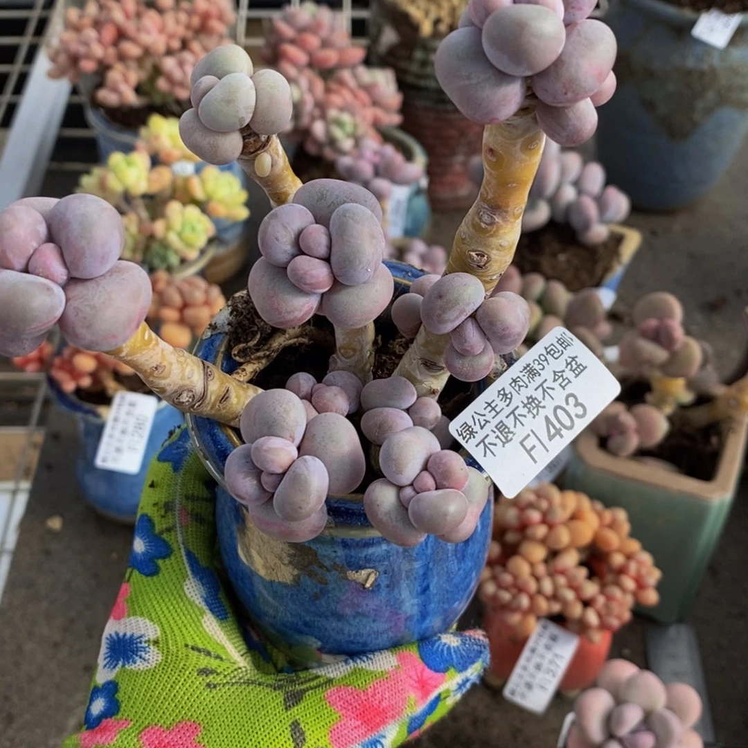 芭比奶酪403/10c m