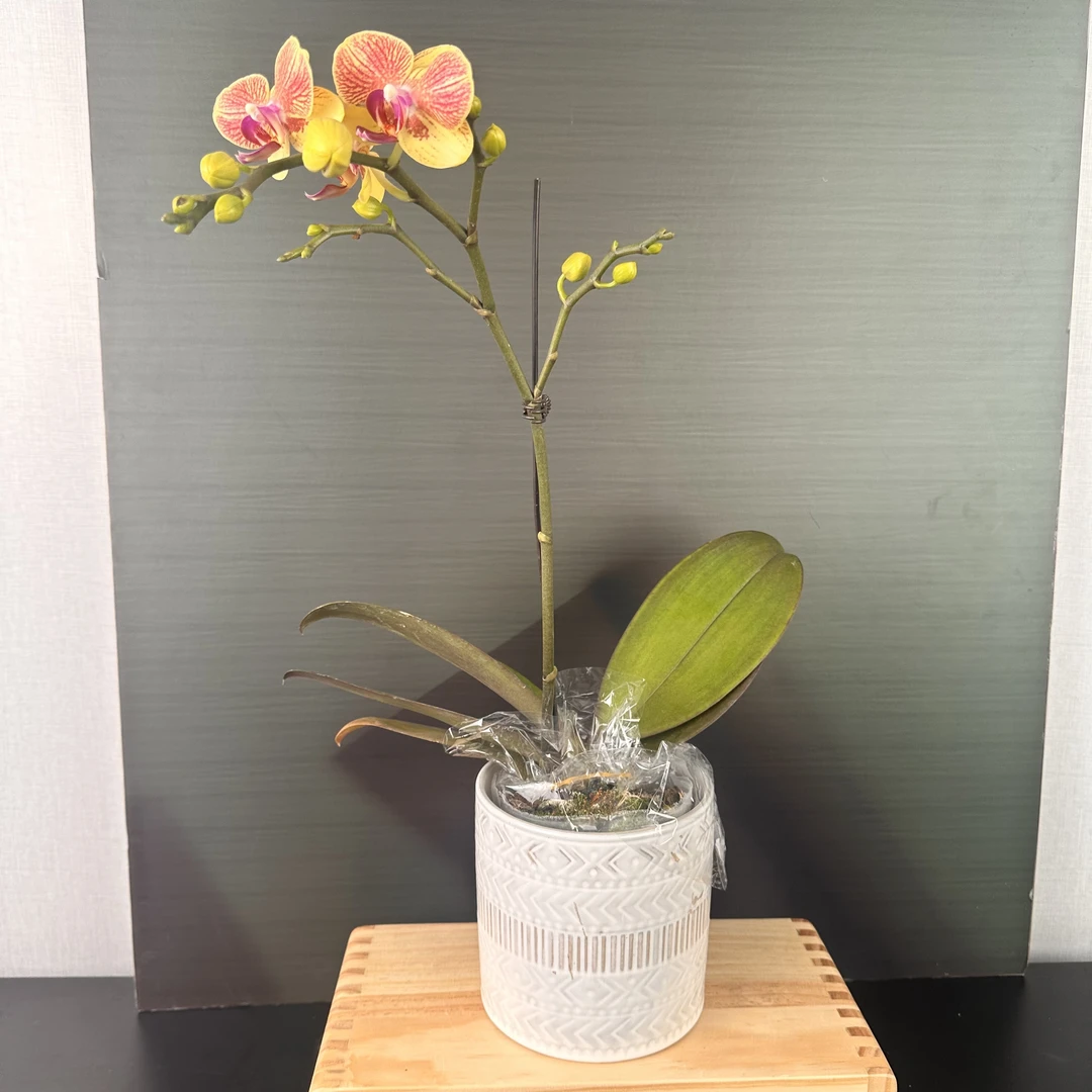 【花之漫】（蜂蜜）2.8寸单双剑蝴蝶兰客厅桌面花卉