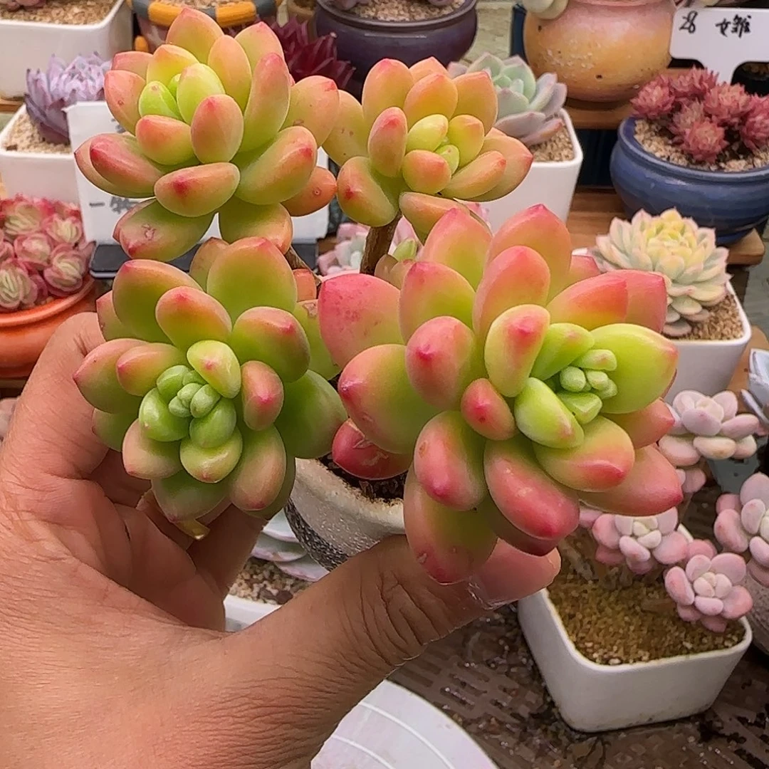 香格里拉不带盆土发货