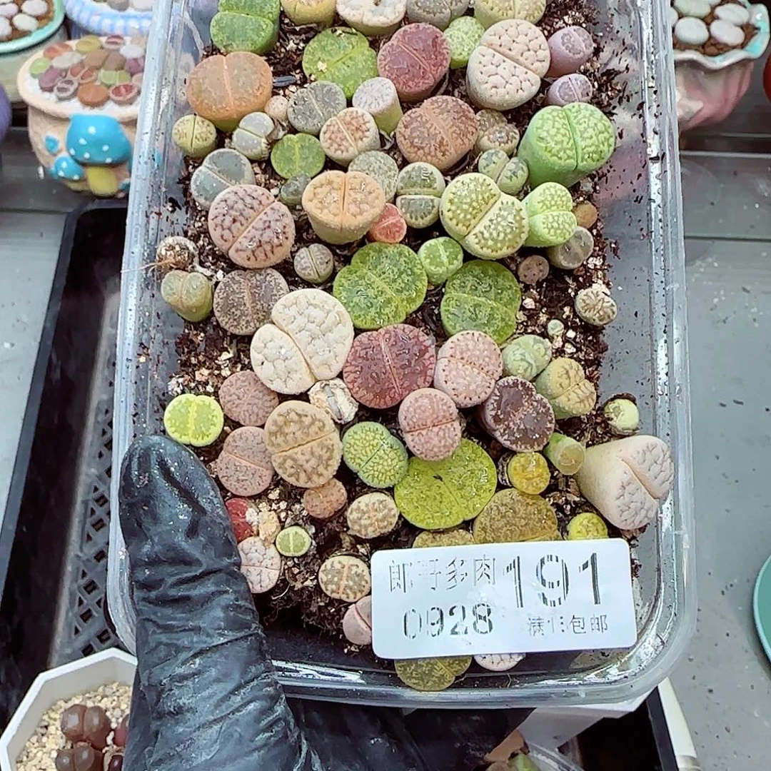 生石花满18包邮0928-191