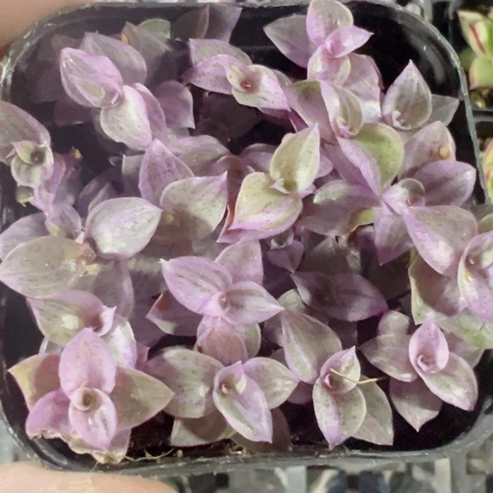 胭脂云精品多肉植物