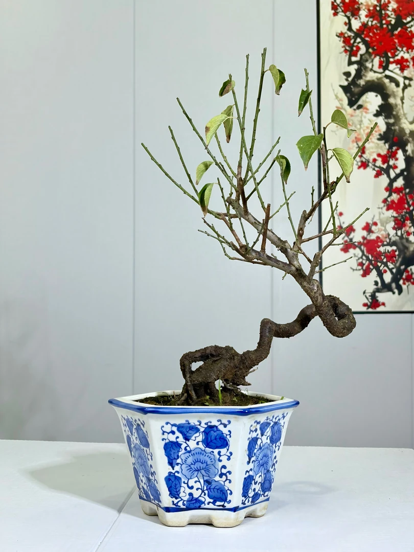 楠玉稀有品种造型梅花盆景盆栽室内花卉梅花庭院耐寒开花发货种植