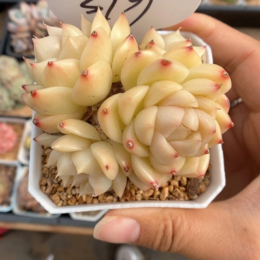 k****n油透麦秆群生319号。