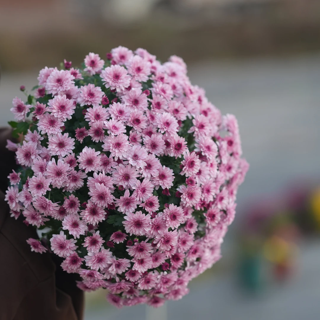 《草莓心》一加仑盆千头菊花盆栽耐热耐寒多年生带花苞适合阳台