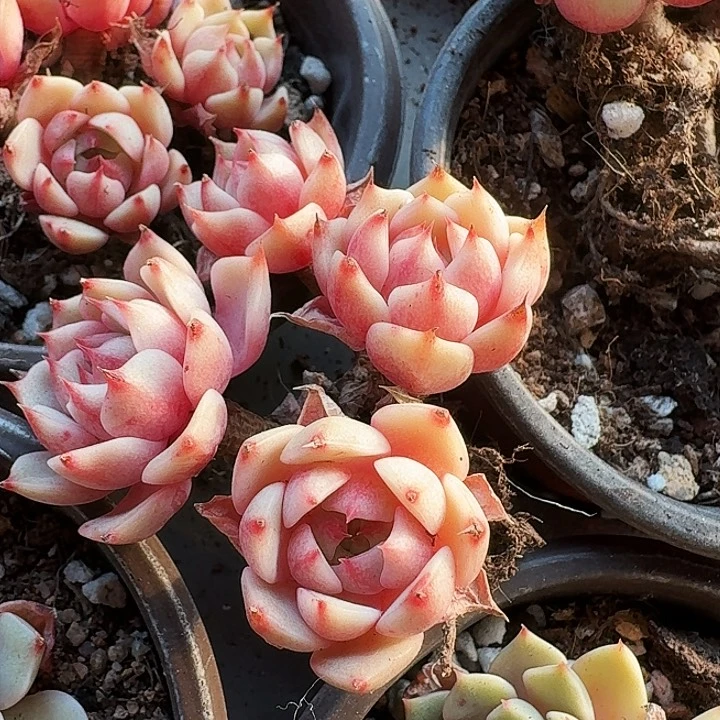 呜****~多肉植物满20包邮