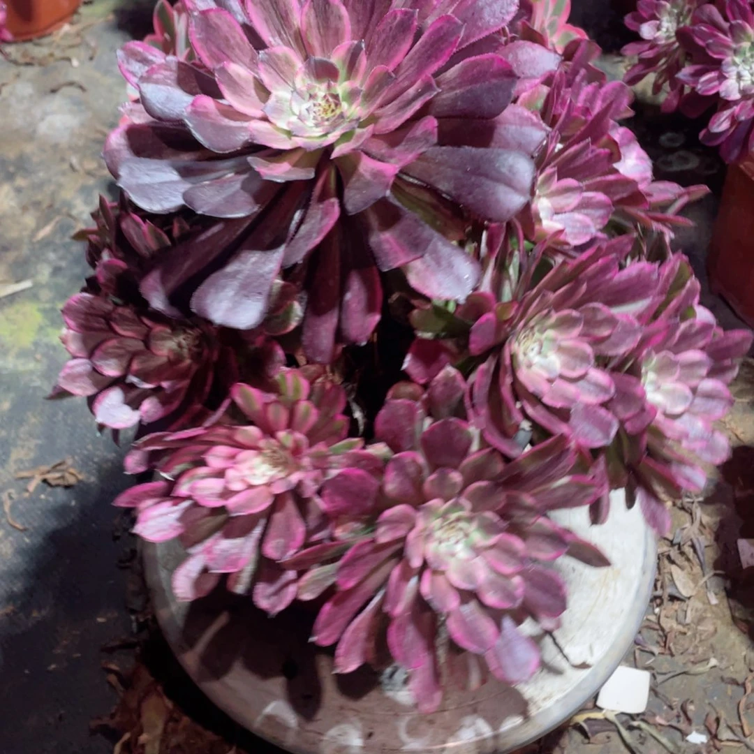 多肉植物水墨画207