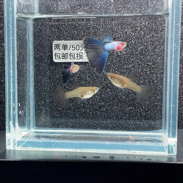 孔雀鱼4.辛加蓝两对