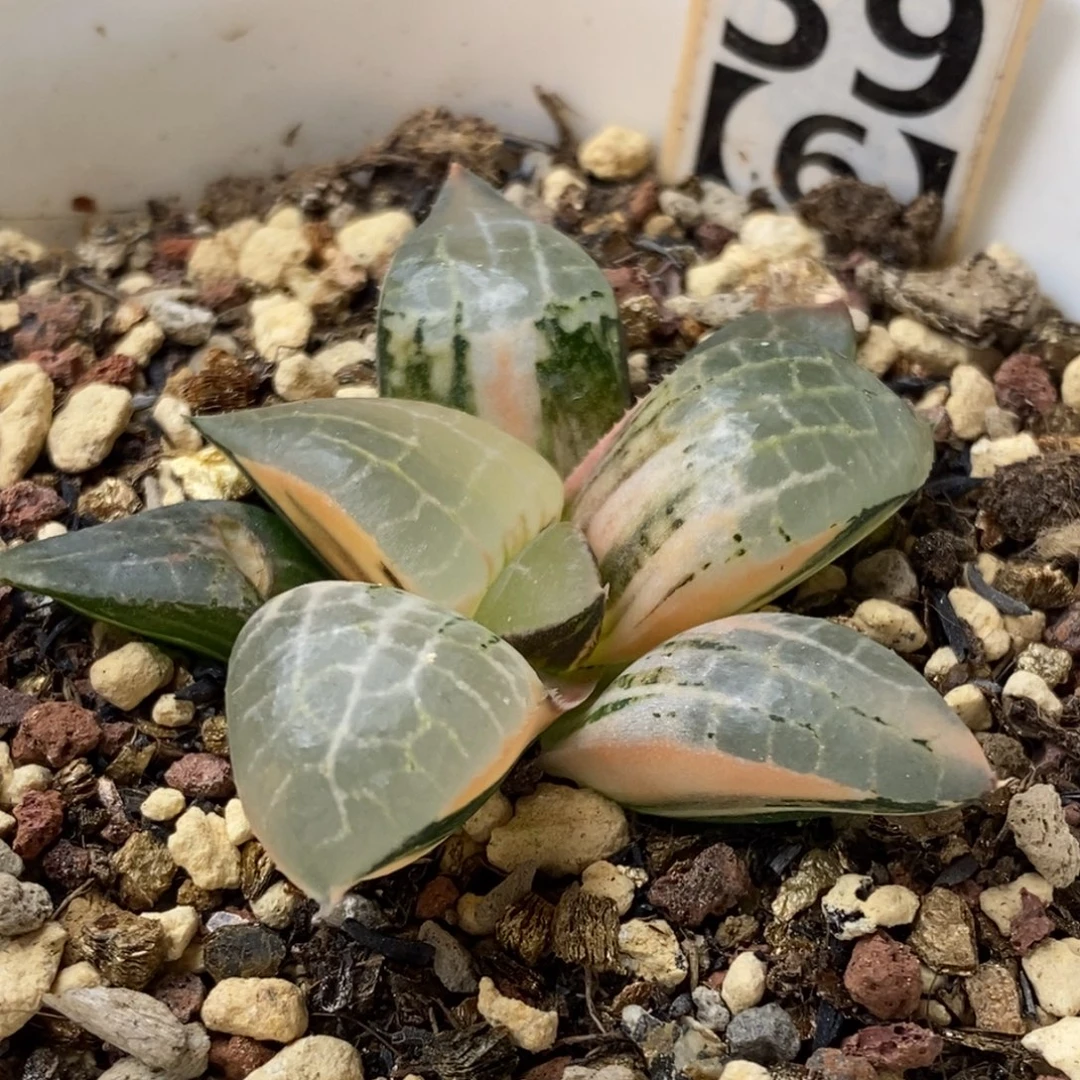 39号玻璃康平锦多肉