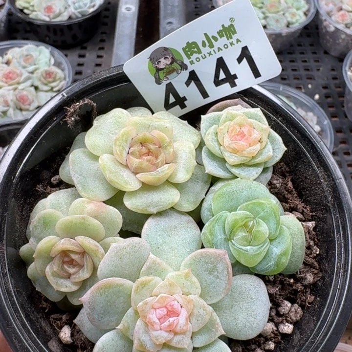 多肉植物多肉植物