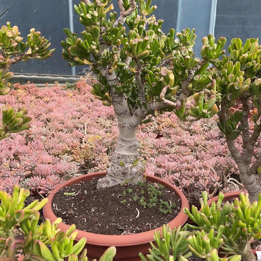 6年马蹄吸财树带土球发货