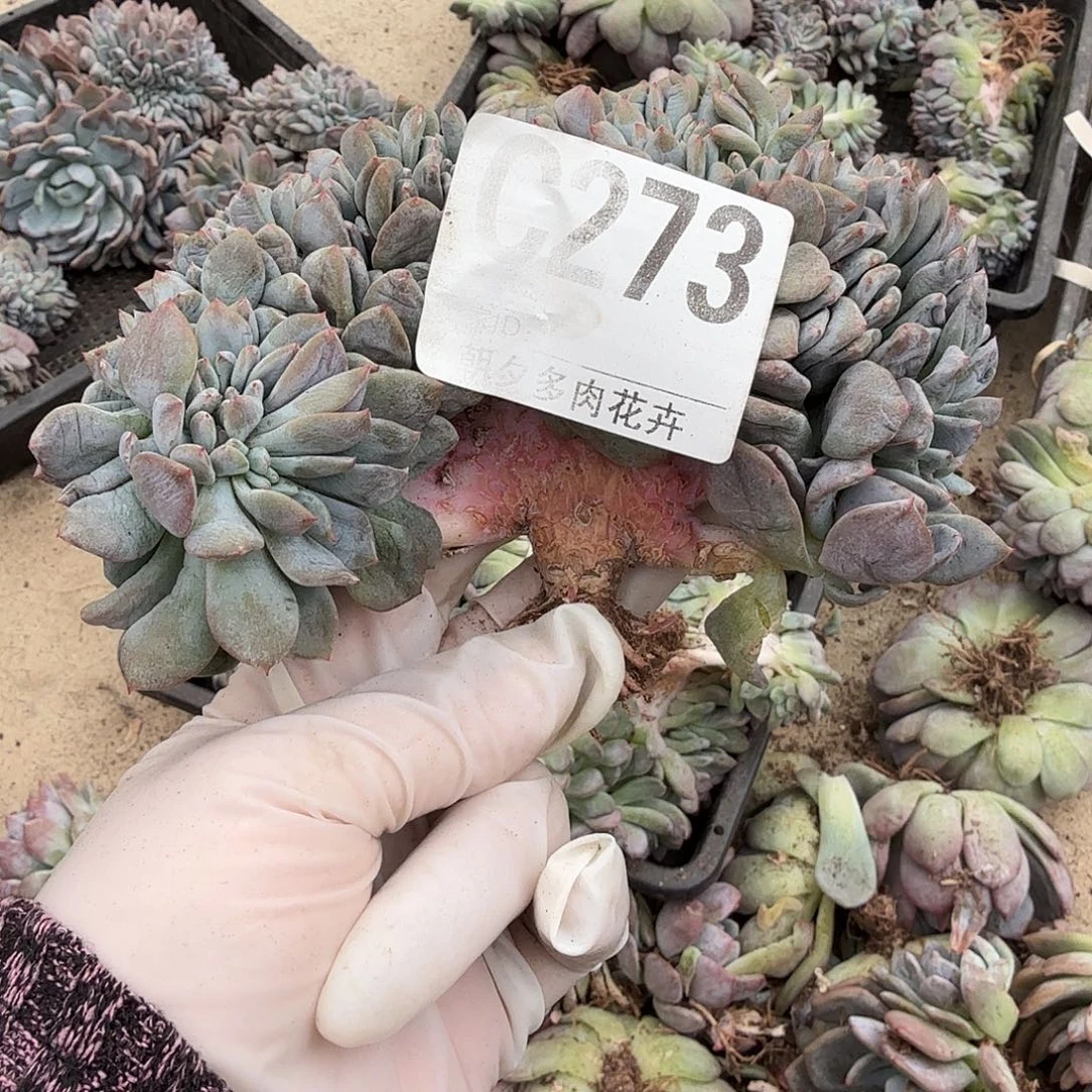 星影小树缀呀呀呀