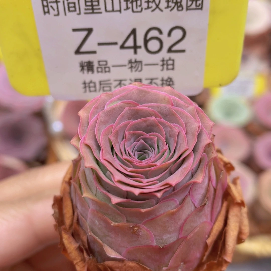 山地玫瑰Z462断枝不包损不售后