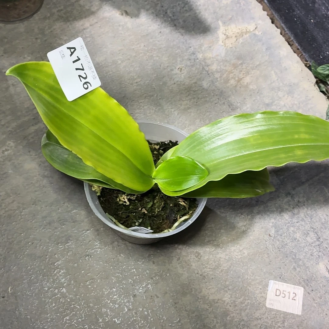当前无花朵，栽培后可花朵A1726实生路德