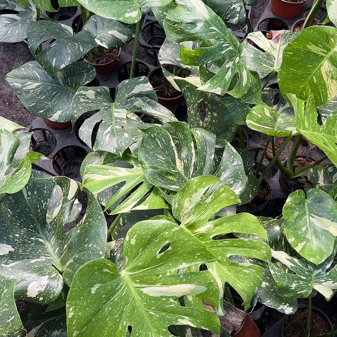 完全开放洒金龟背竹随机发货不售后