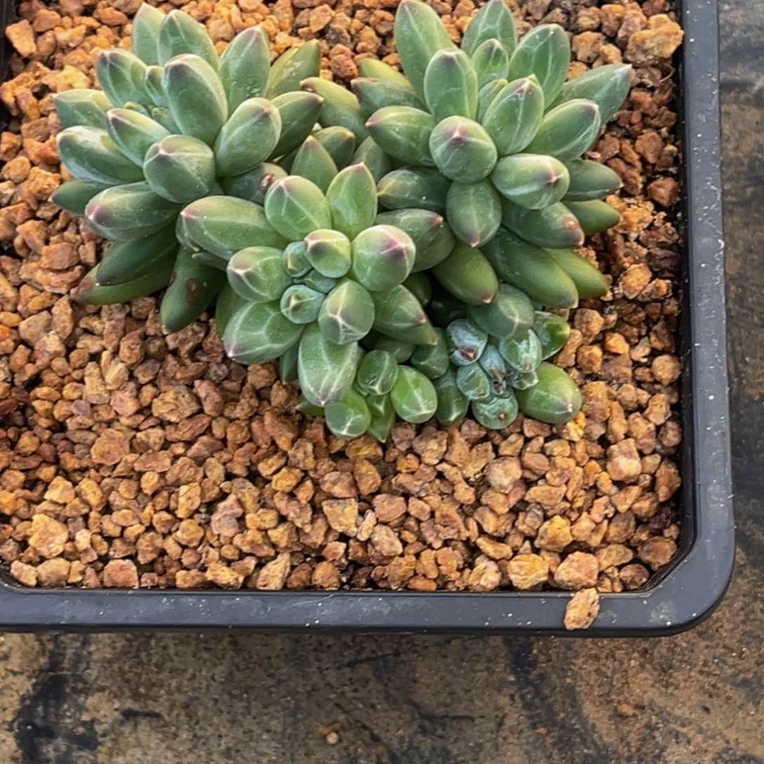～***默3624号早上多肉植物群生多肉植物