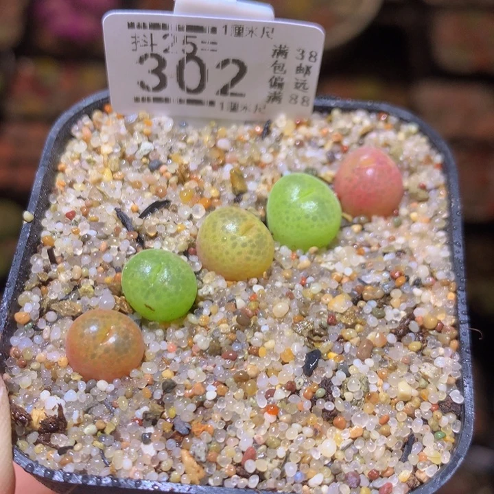 精品生石花25.302