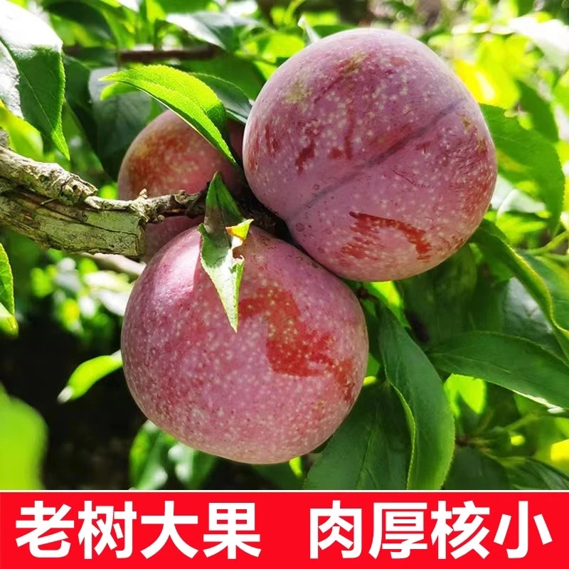 SS浙江正宗嵊州桃形李7月新鲜当季水果甜脆红心李三华李整箱顺丰