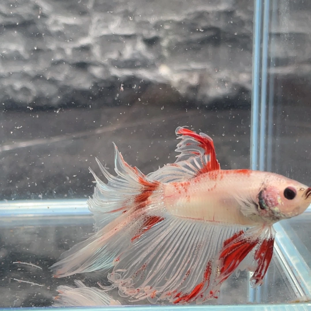 斗鱼血斑半月公鱼