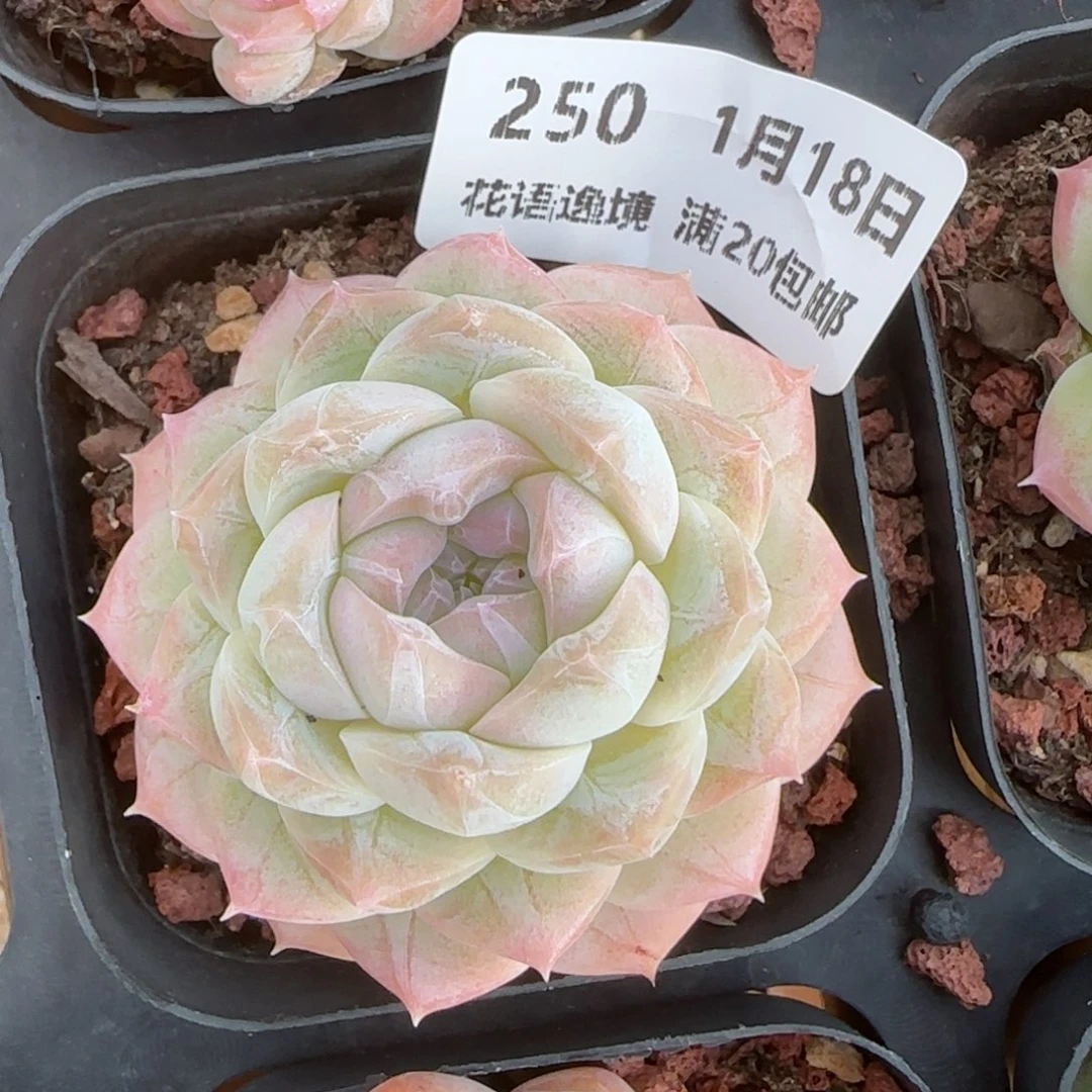 花语逸镜0118-250