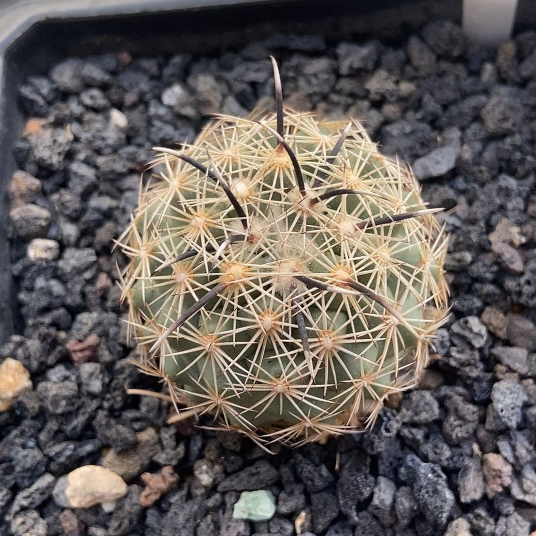 实生顶花凤舞仙人球