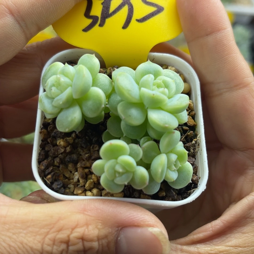 独家新品FJ3晶体珍妮3995