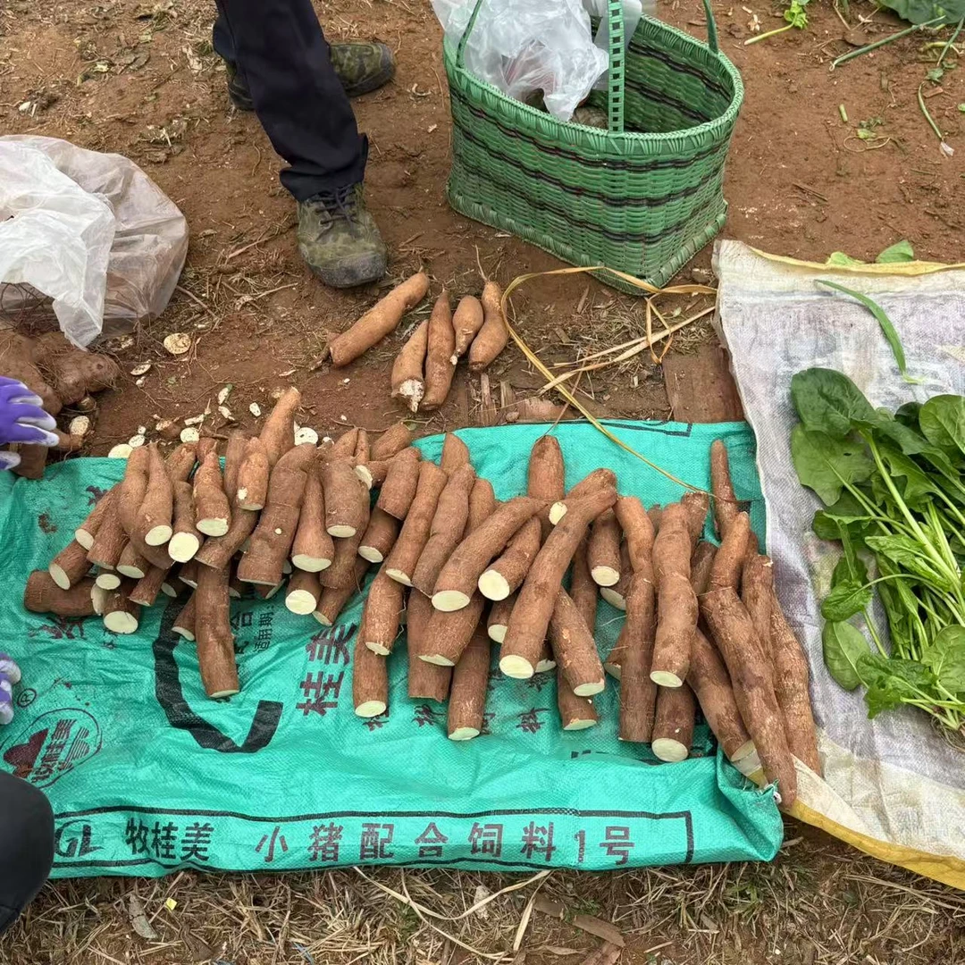【箱装】农家新鲜黄心木薯自然生长香甜可口